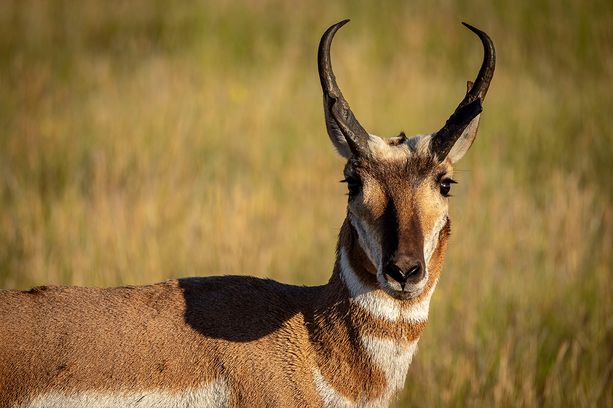 antelope-grazes-in-the-gravelly-mountain-range.jpg