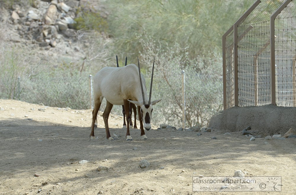 arabian-oryx-animal-47.jpg