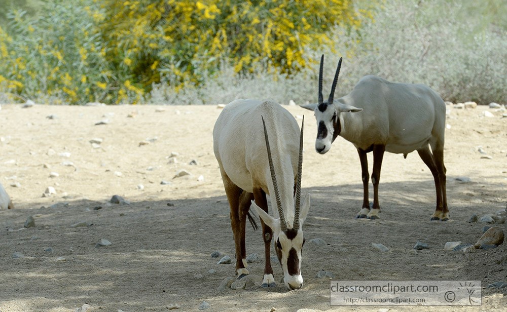 arabian-oryx-animal-51a.jpg