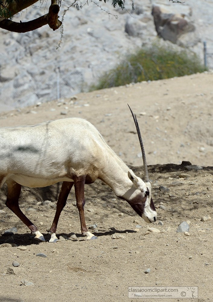 arabian-oryx-animal-60a.jpg