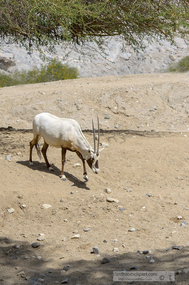 arabian-oryx-animal-64.jpg