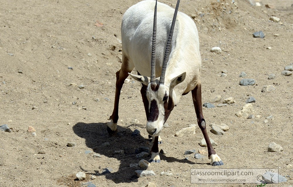 arabian-oryx-animal-66a.jpg