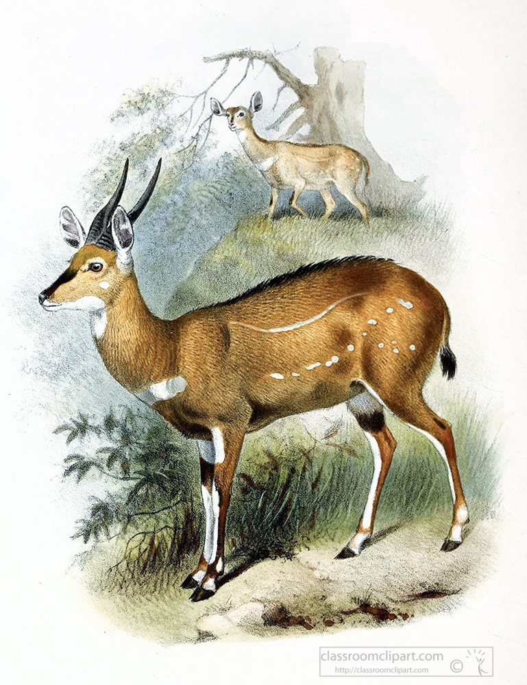 decula-antelope-color-illustration.jpg