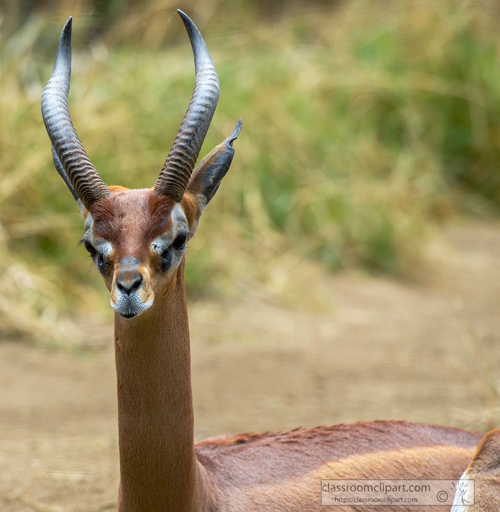 Gerenuk gif