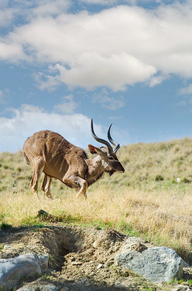 greater-kudu-in-an-open-field-shows-twisting-horns.jpg