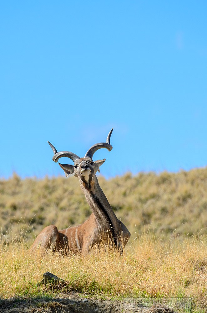 greater-kudu-sitting-front-view.jpg