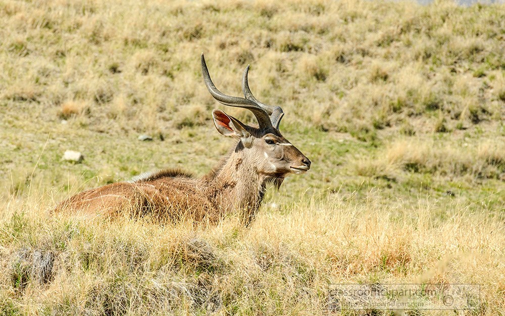 greater-kudu-sitting-in-grassy-field.jpg