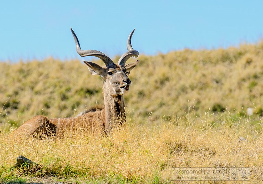 greater-kudu-spiral-horned-antelope.jpg