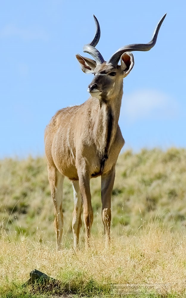 greater-kudu-standing-in-field.jpg