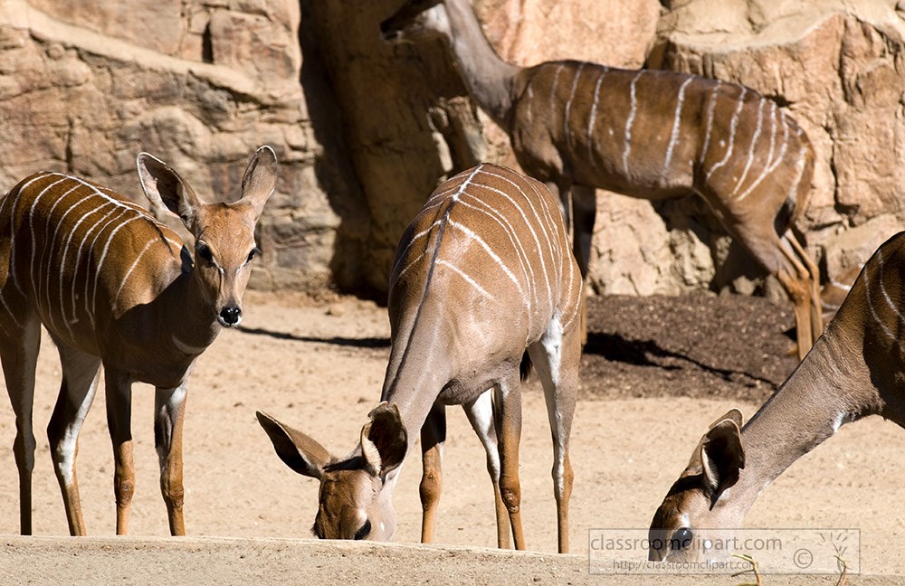group-of-kudu-animals-at-a-zoo.jpg