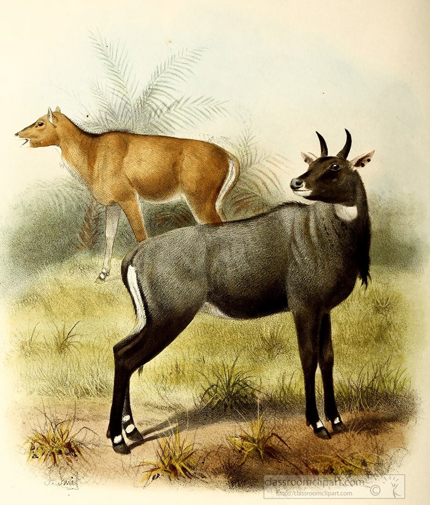Особую группу из семейства полорогих образуют антилопы. Boselaphus tragocamelus. Полорогие Полорогие. Предок антилопы. Животное из полорогих.