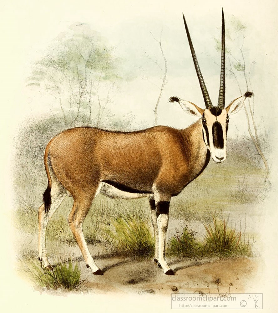 ornyx-antelope-color-illustration.jpg