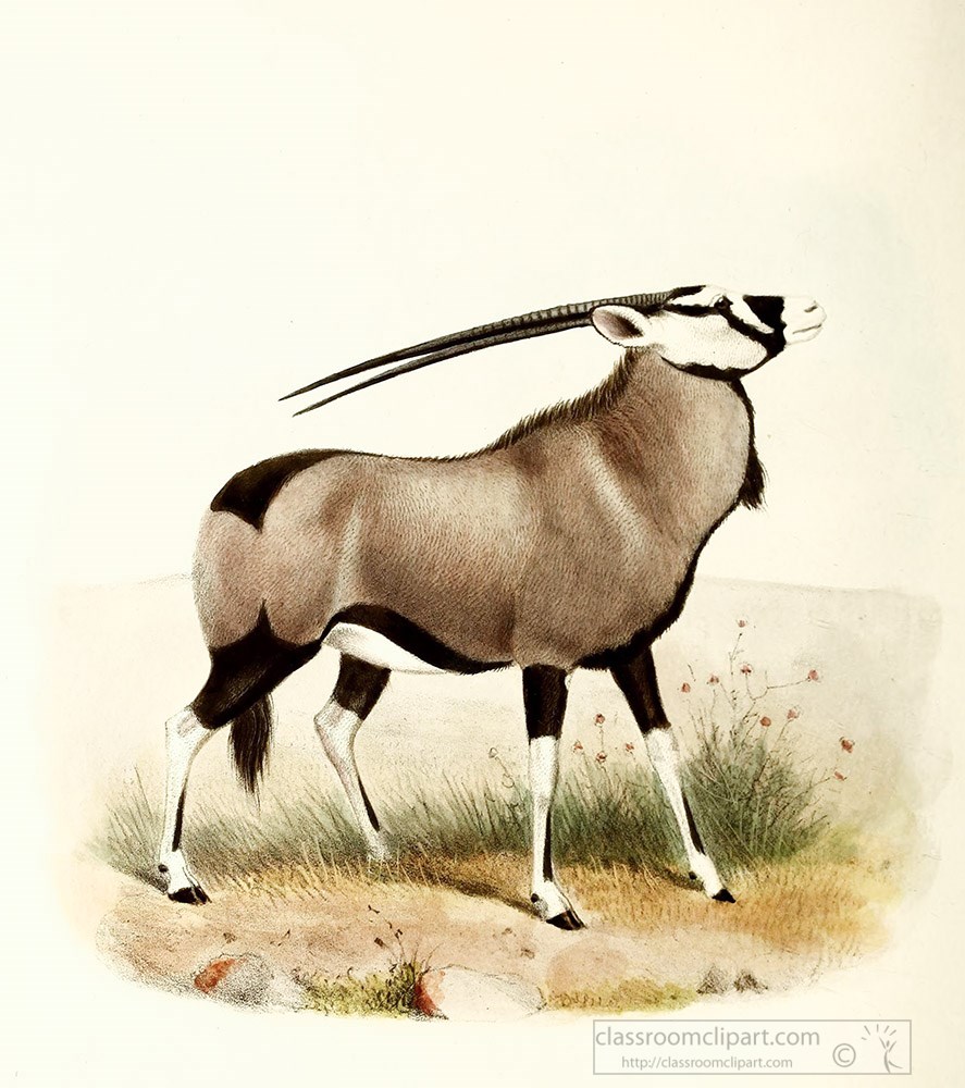 oryx-antelope-side-view-color-illustration.jpg