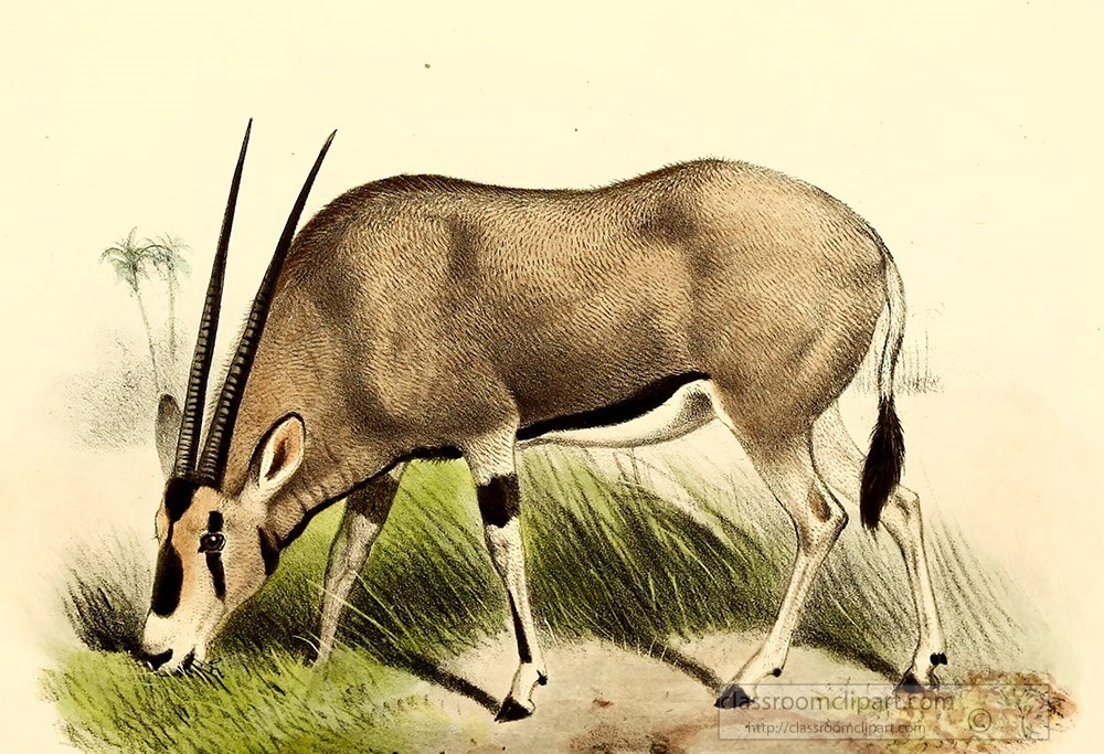 oryx-antelopes-color-illustration.jpg