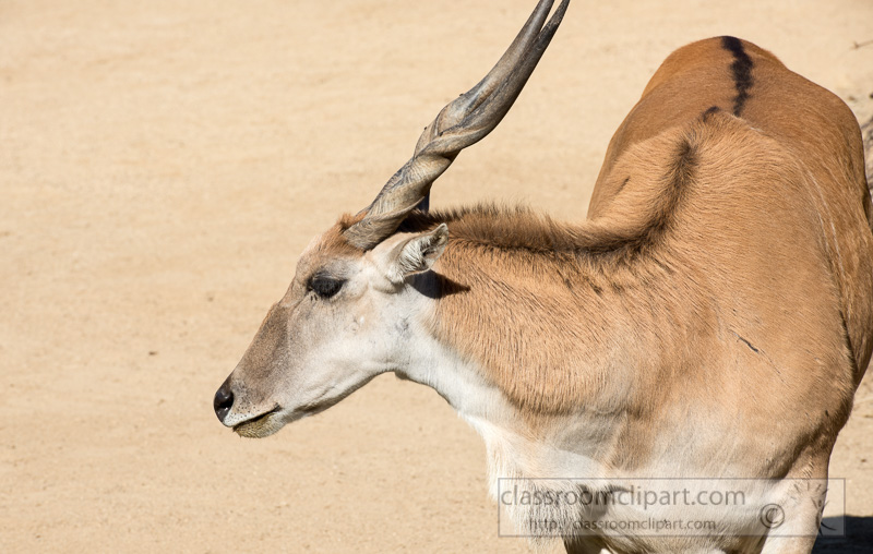oryx-eland-side-view-photo-8696E.jpg