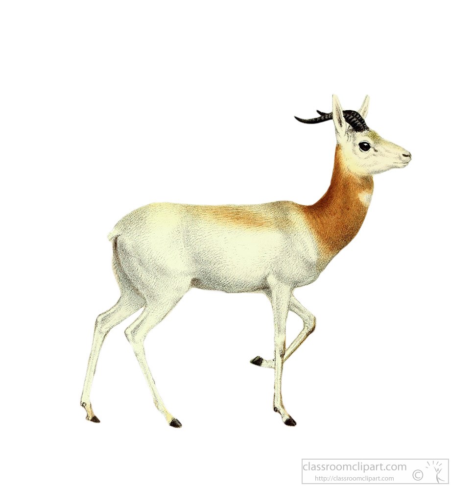 red-necked-gazelle-antelope-white-background.jpg