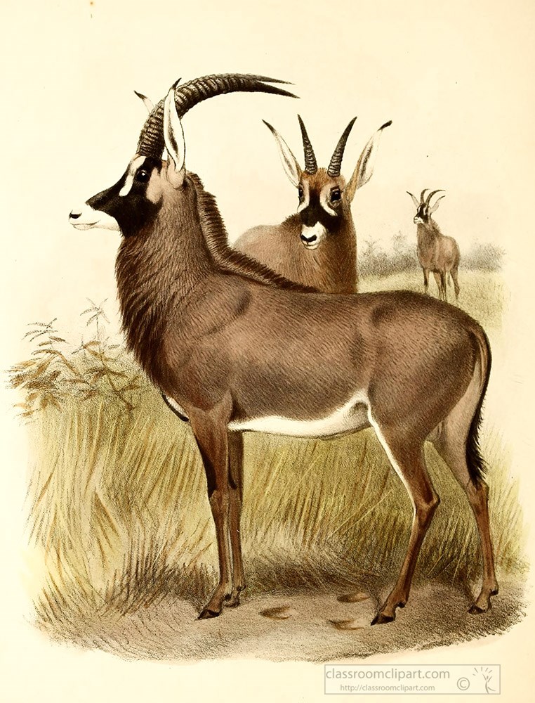 roan-antelopes-color-illustration.jpg