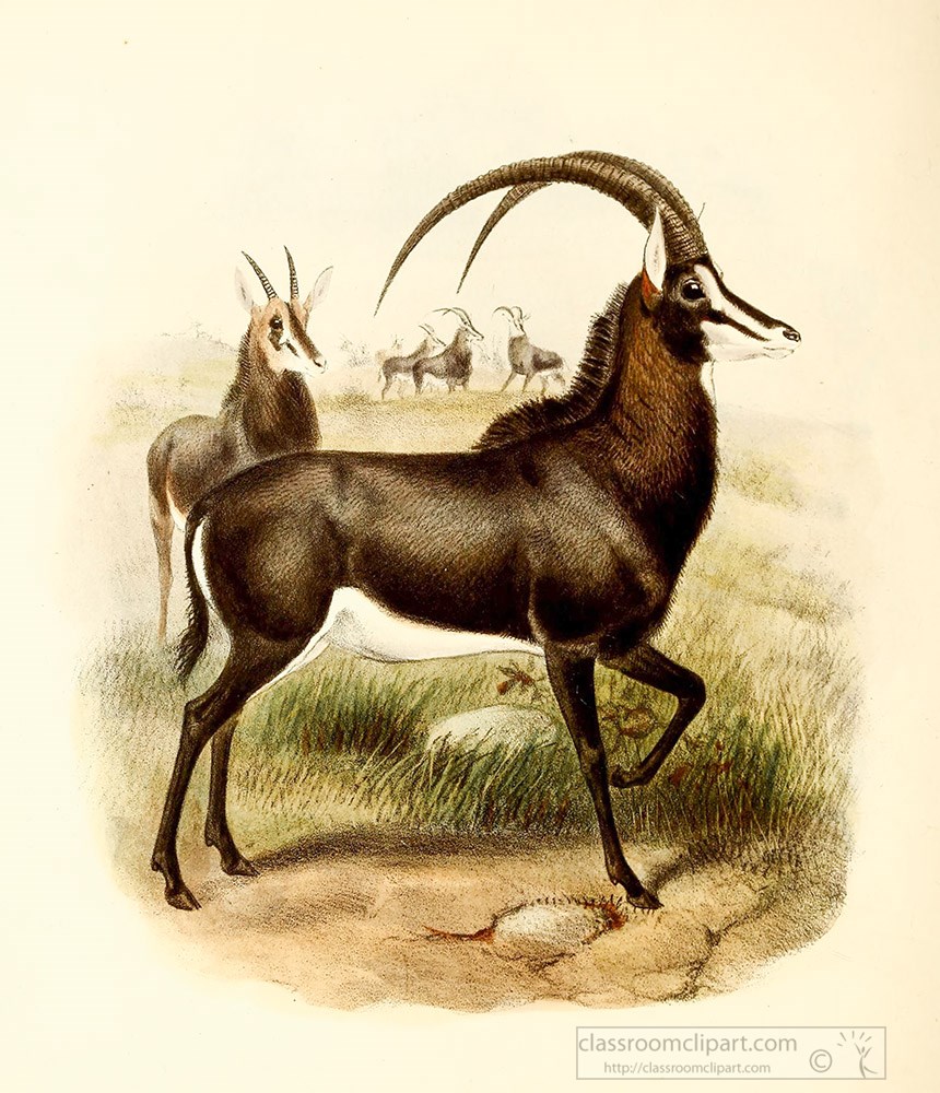 sable-antelopes-color-illustration.jpg