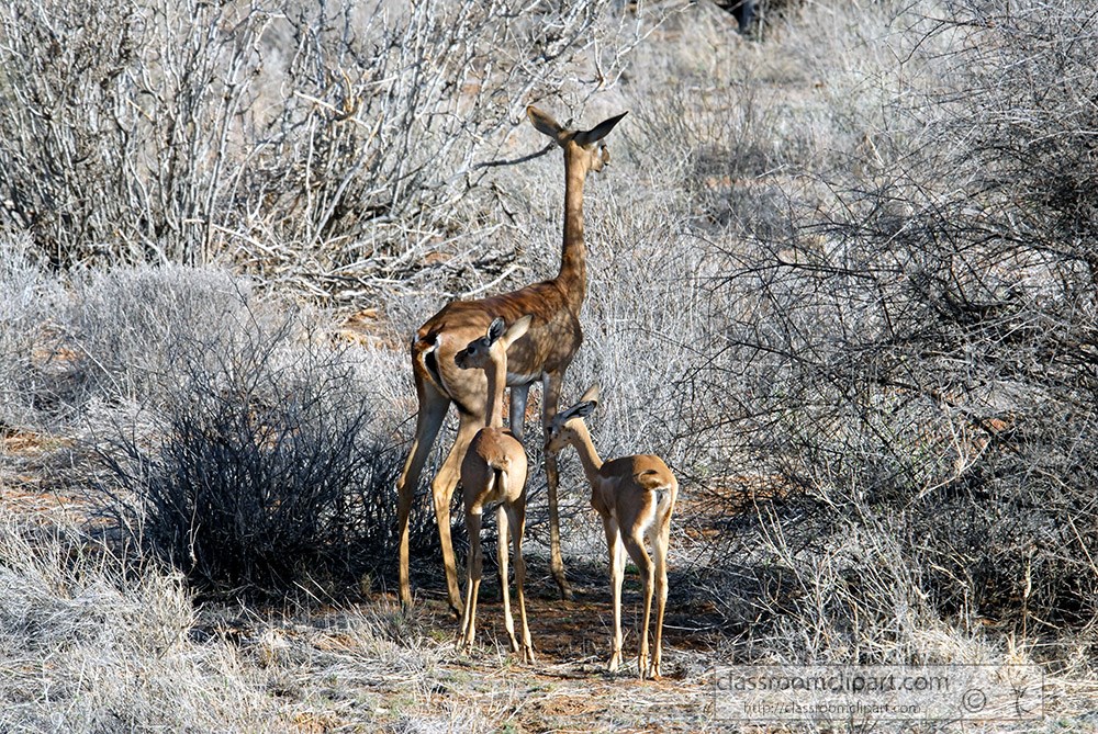 three-gerenuk-surrounded-by-brush-in-africa.jpg
