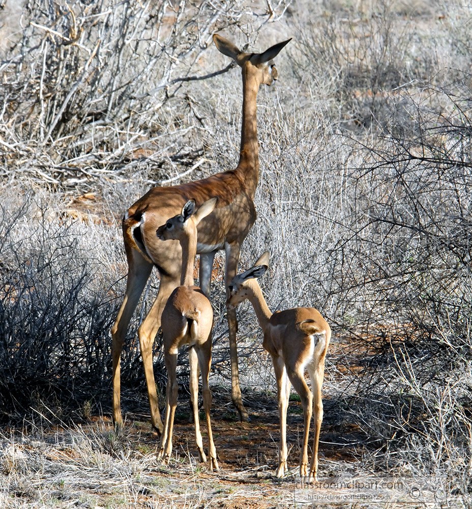 three-gerenuks-in-kenya-africa.jpg