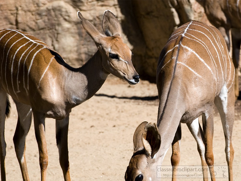 two-female-greater-kudu.jpg