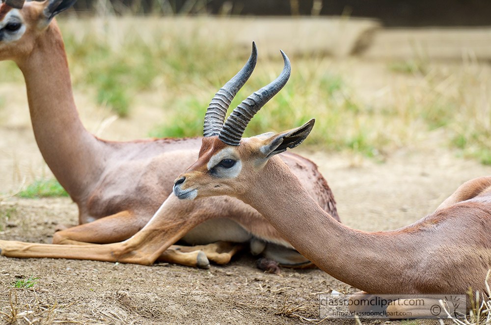 two-gerenuk-animals-side-by-side-1253.jpg