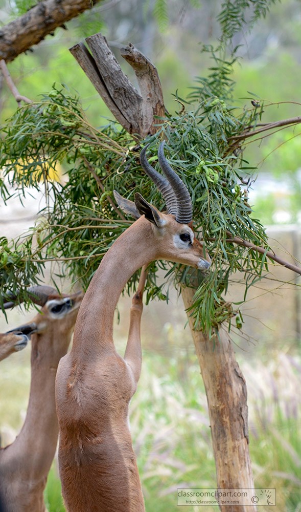 two-gerenuks-reaching-for-food-on-tree-1352.jpg