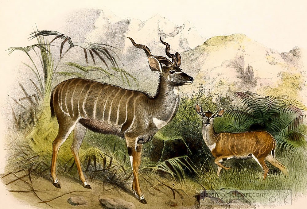 two-lesser-kudu-antelopes-color-illustration.jpg