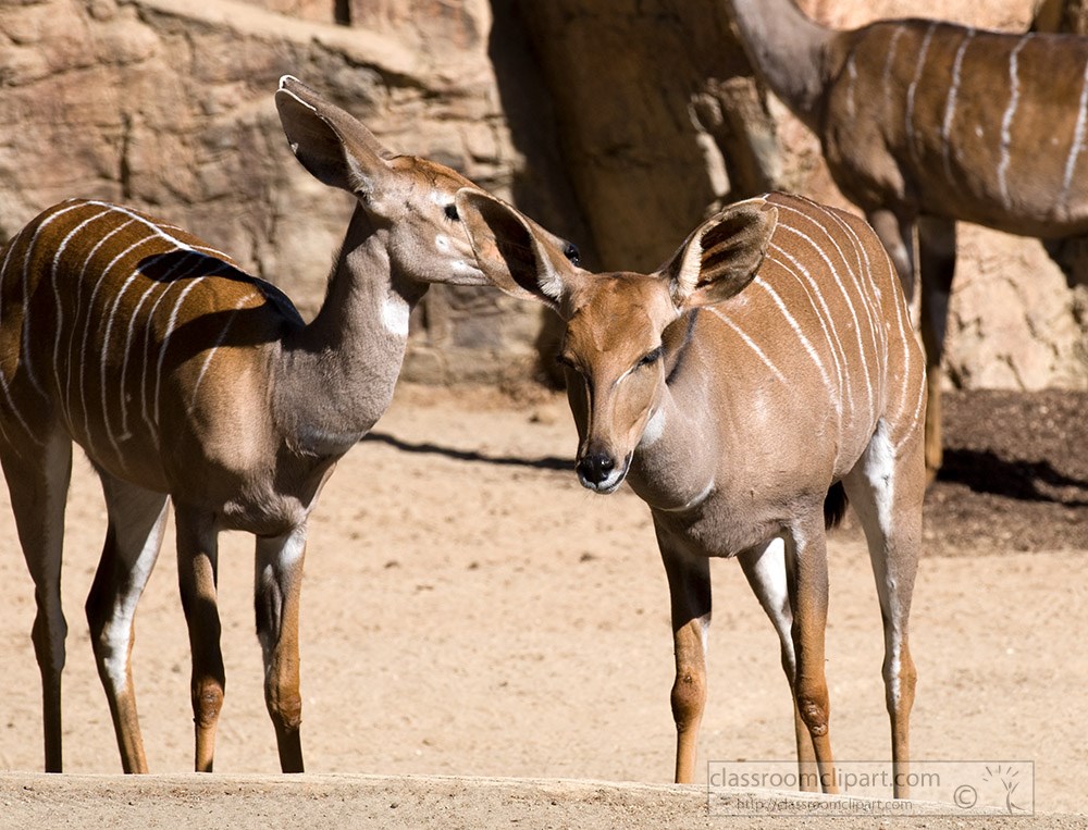 two-standing-kudu-animals.jpg
