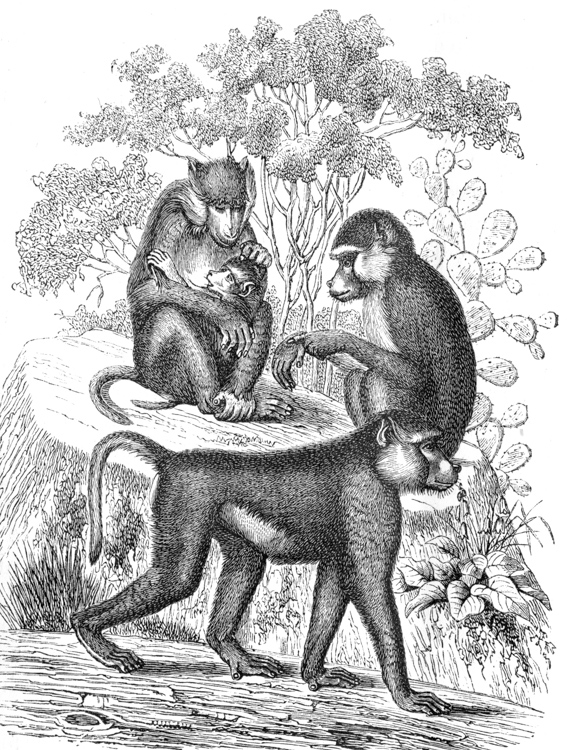 baboon-illustration-ma572B.jpg