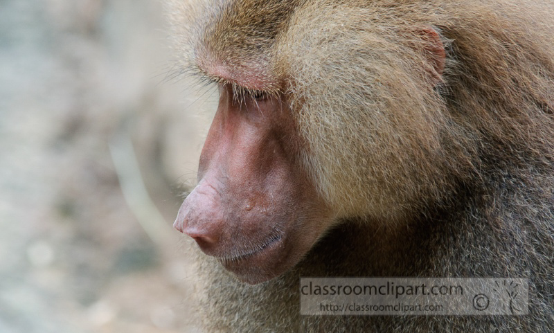 baboons_close_up_photo_7864.jpg