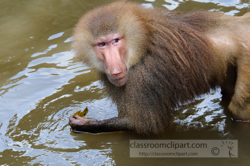 baboons_in_water_photo_7862.jpg