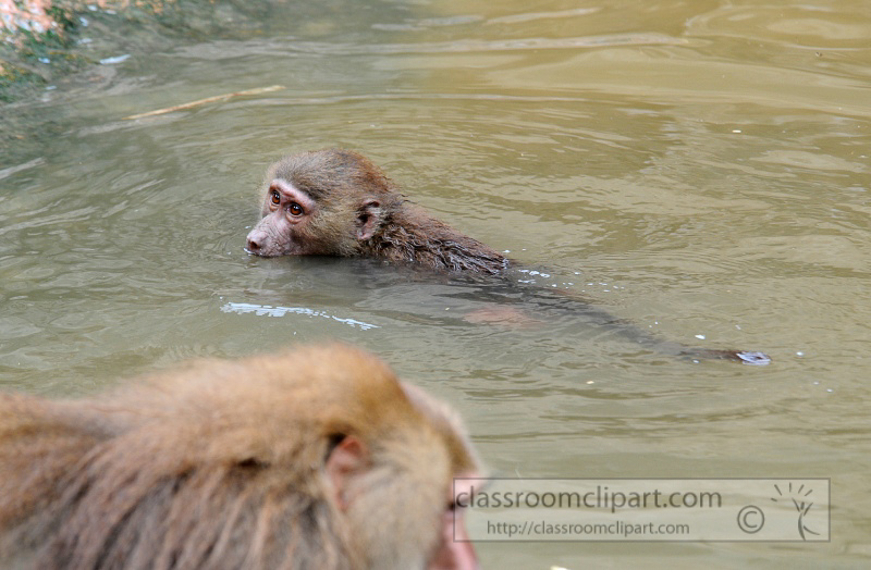 baboons_in_water_photo_7882a.jpg