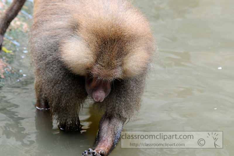 baboons_in_water_photo_7883a.jpg
