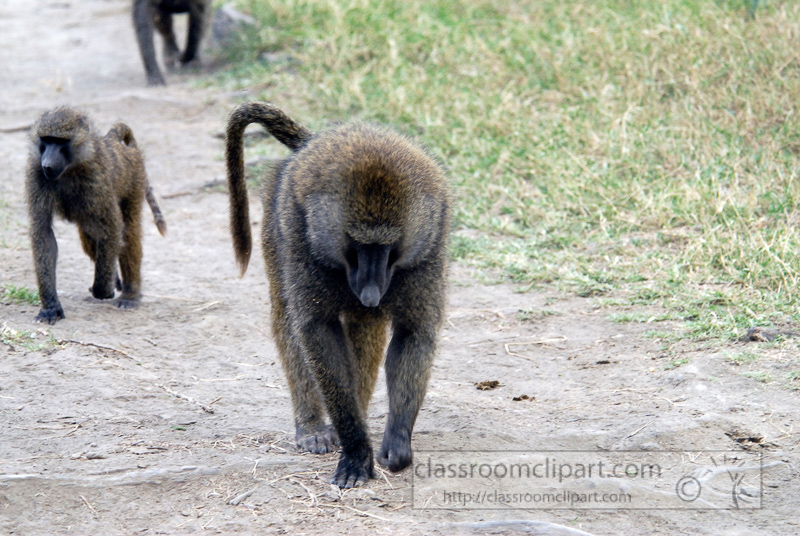 baboons_kenya_africa_photo_01.jpg