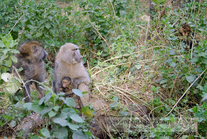 baboons_kenya_africa_photo_07.jpg