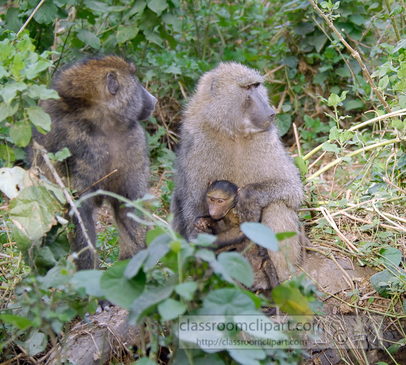 baboons_kenya_africa_photo_08.jpg