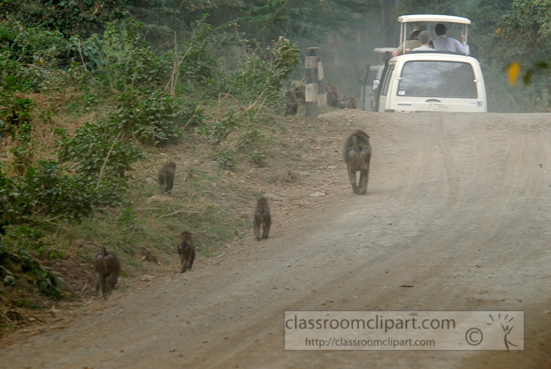 baboons_kenya_africa_photo_09.jpg