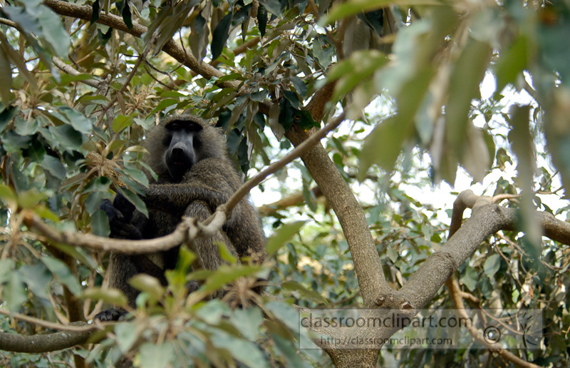 baboons_kenya_africa_photo_10.jpg