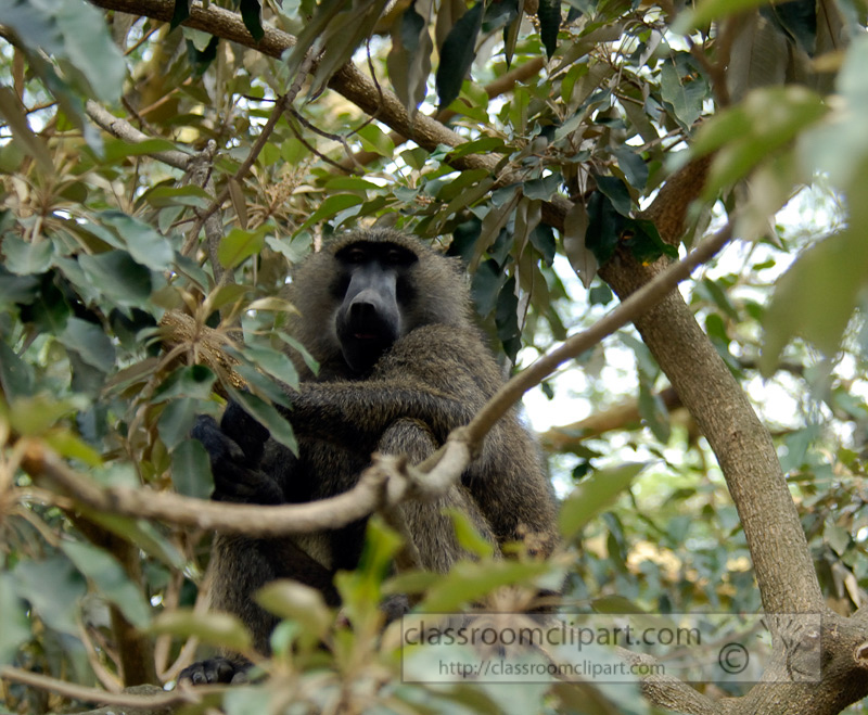 baboons_kenya_africa_photo_11.jpg