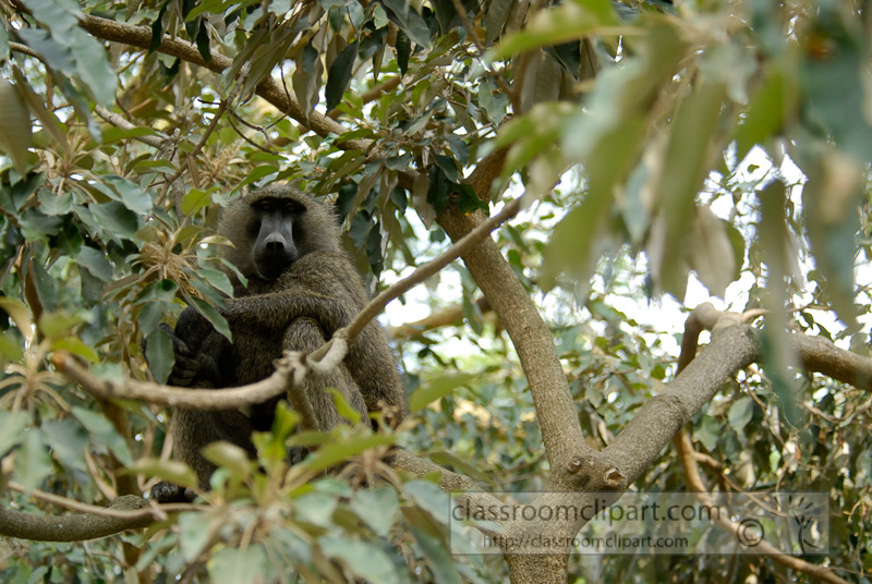baboons_kenya_africa_photo_12.jpg