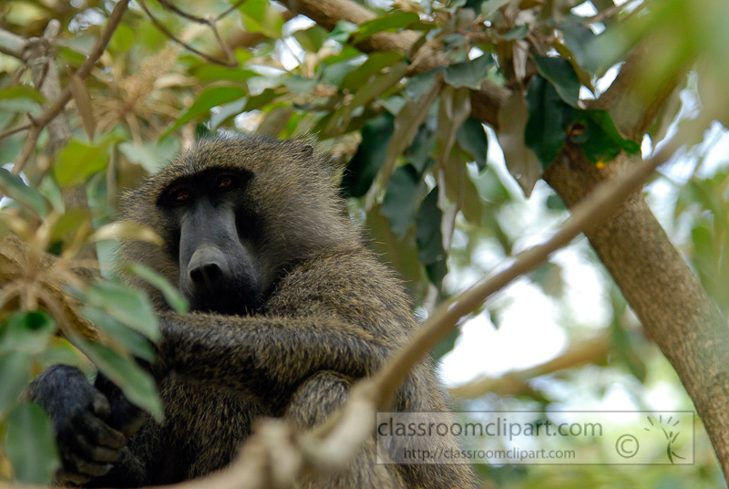 baboons_kenya_africa_photo_13.jpg