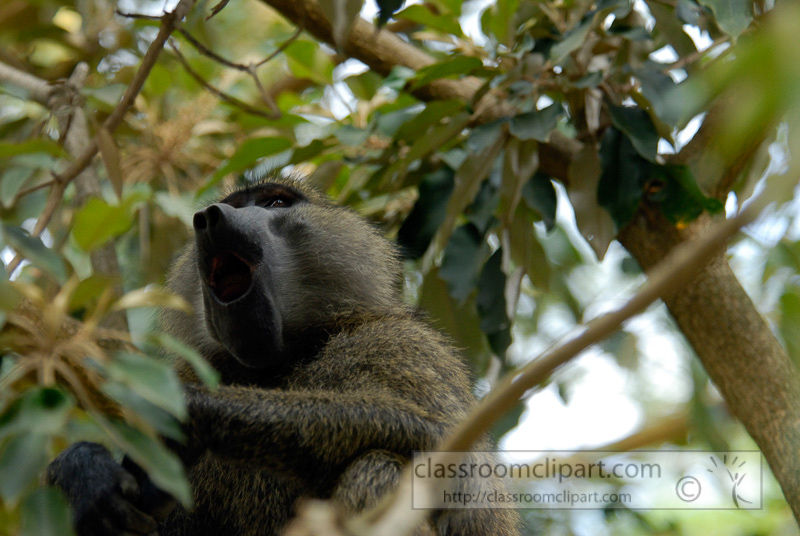 baboons_kenya_africa_photo_15.jpg