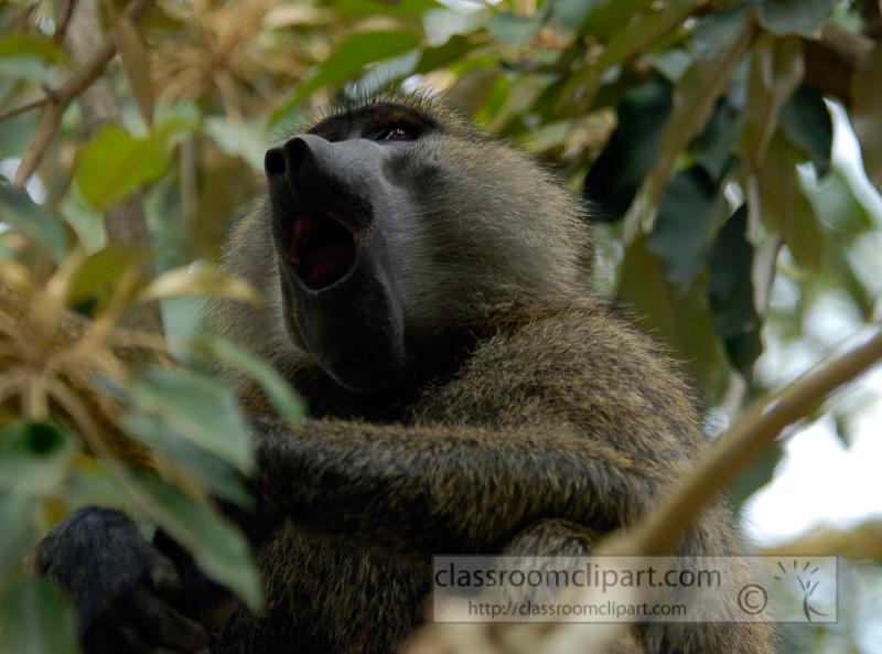 baboons_kenya_africa_photo_16.jpg
