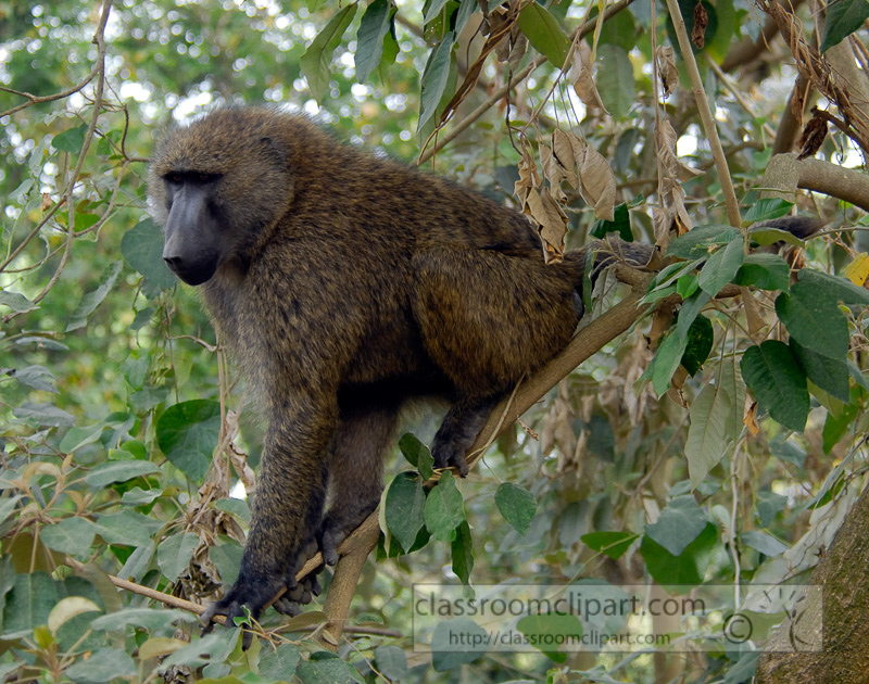 baboons_kenya_africa_photo_18.jpg
