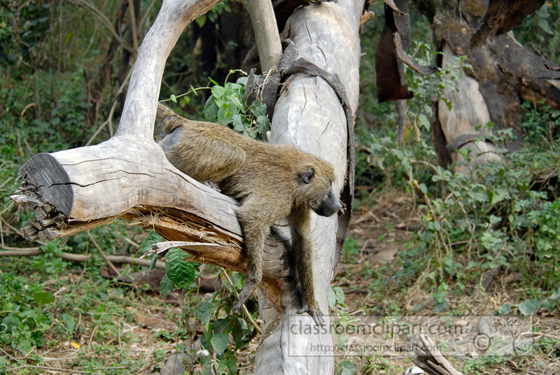 baboons_kenya_africa_photo_20.jpg