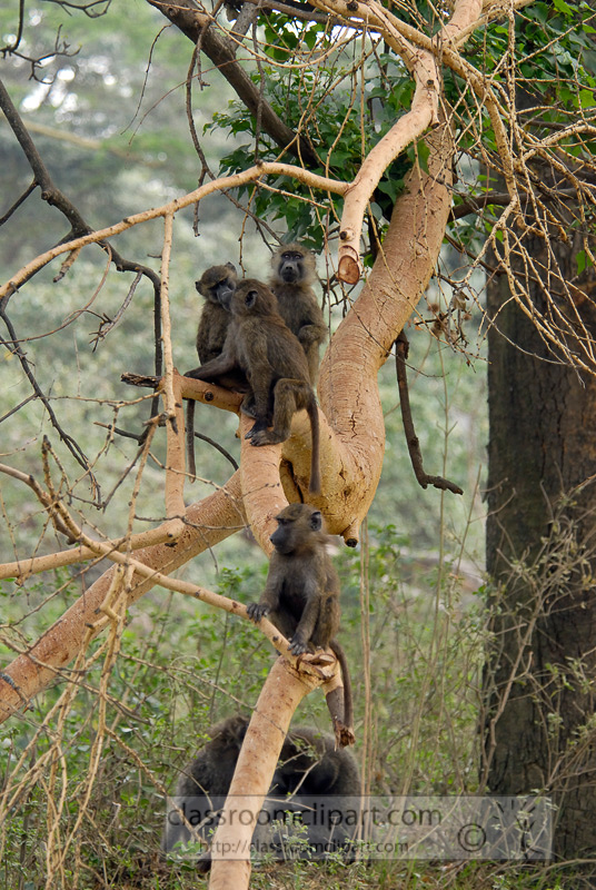 baboons_kenya_africa_photo_21.jpg