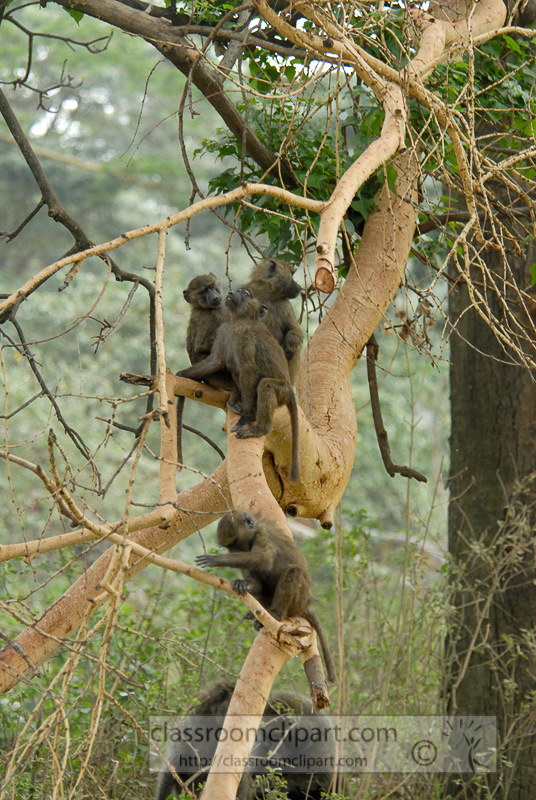 baboons_kenya_africa_photo_22.jpg