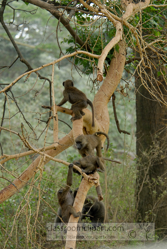baboons_kenya_africa_photo_23.jpg