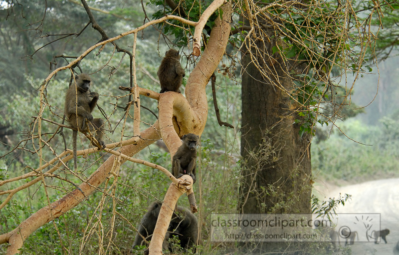baboons_kenya_africa_photo_25.jpg